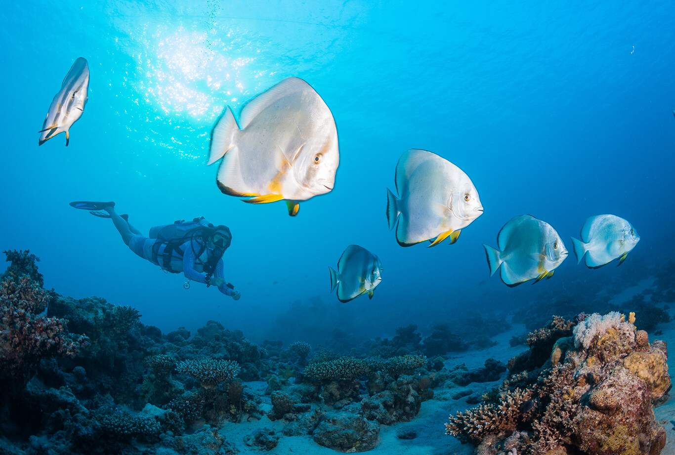 Discover Diving
