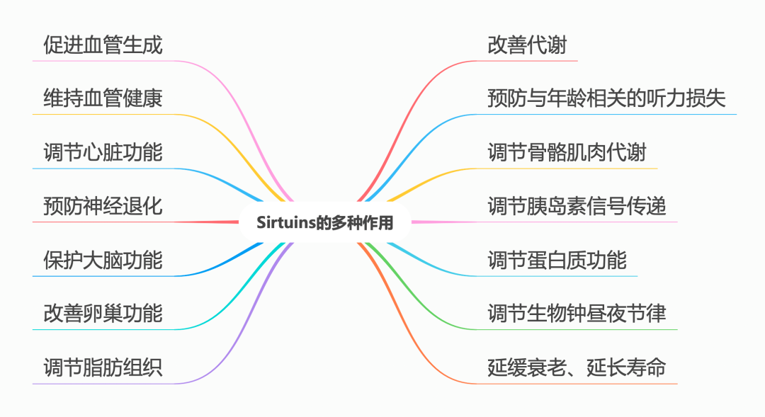 长寿的核心密码!解锁Sirtuins长寿蛋白的抗衰真相