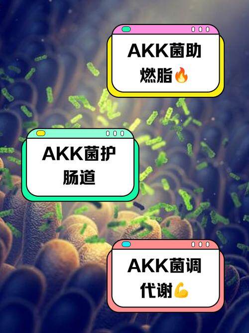 AKK 菌：肠道中的万能菌如何重塑人类健康未来