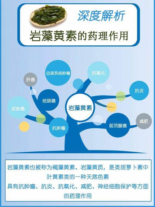 政策加持下的体重管理新选择：为什么岩藻黄素被视为黄金钥匙？