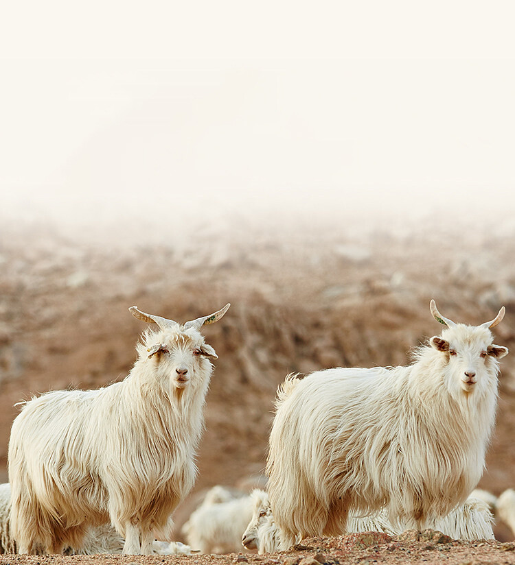 Cashmere products