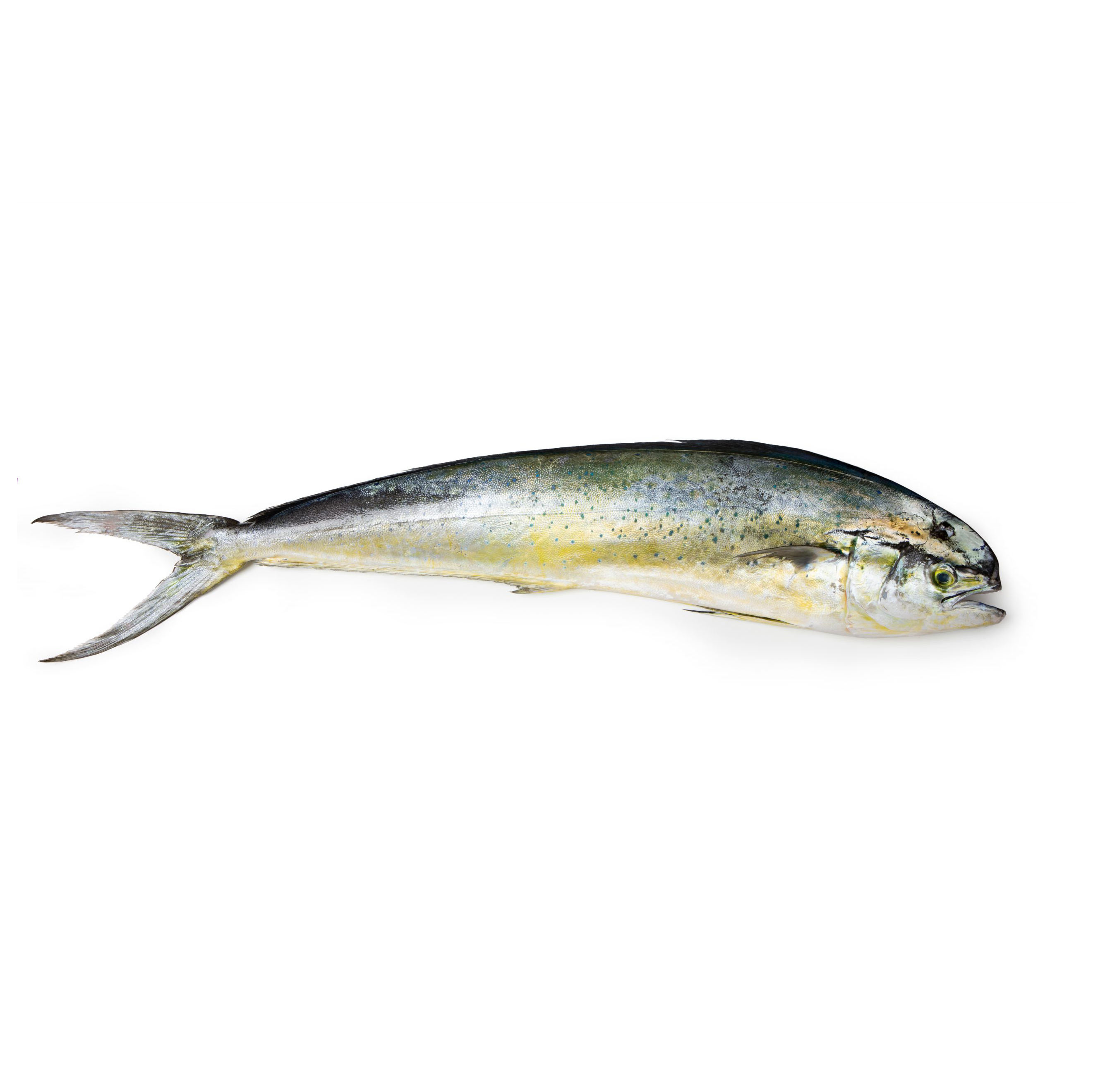 Mahi-mahi