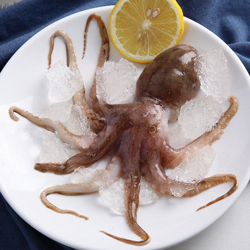 Octopus