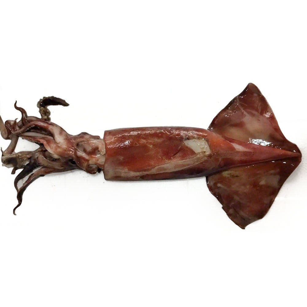 Peruvian Squid