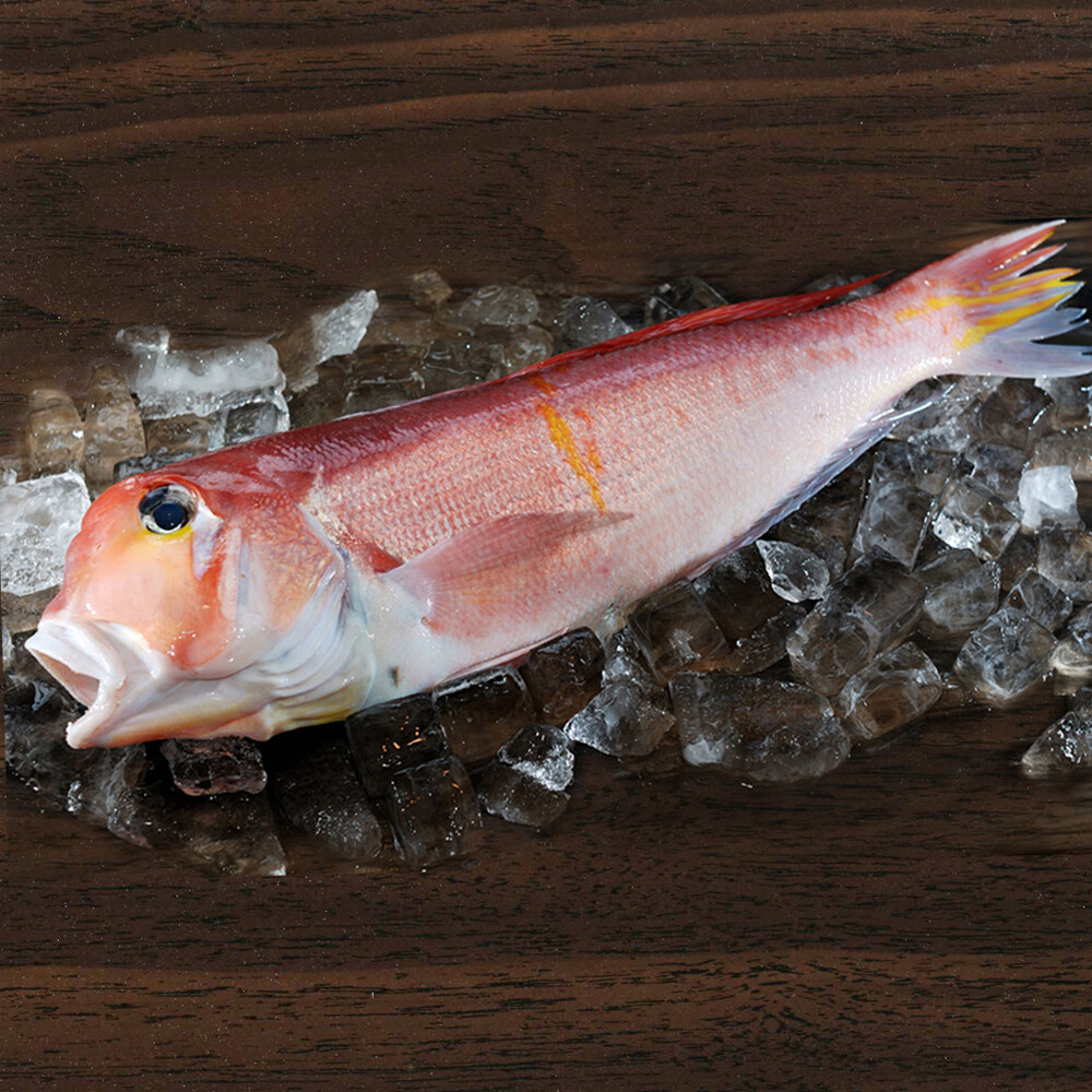 Tilefish