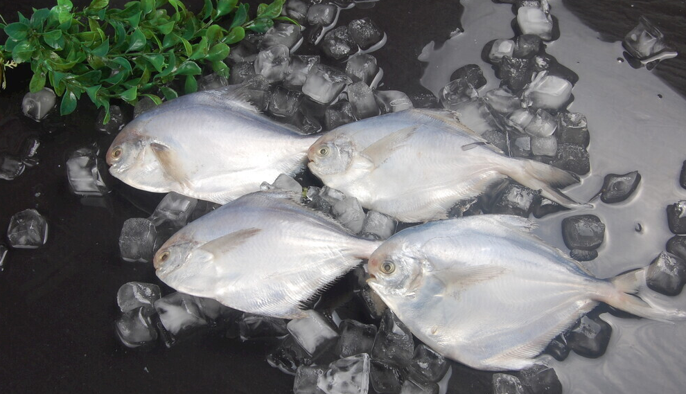 Pomfret