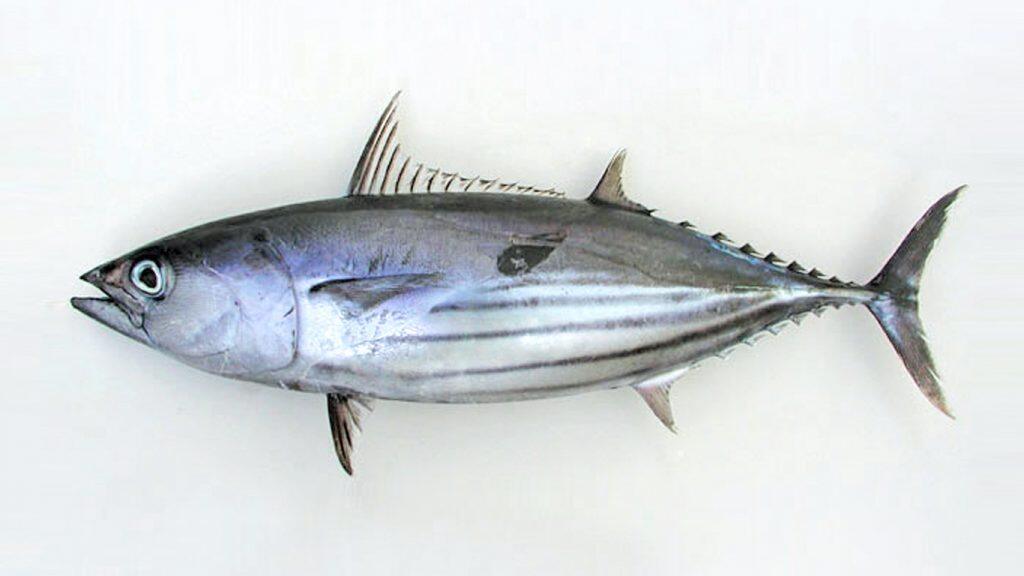 Skipjack Tuna
