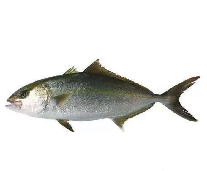 Yellowtail