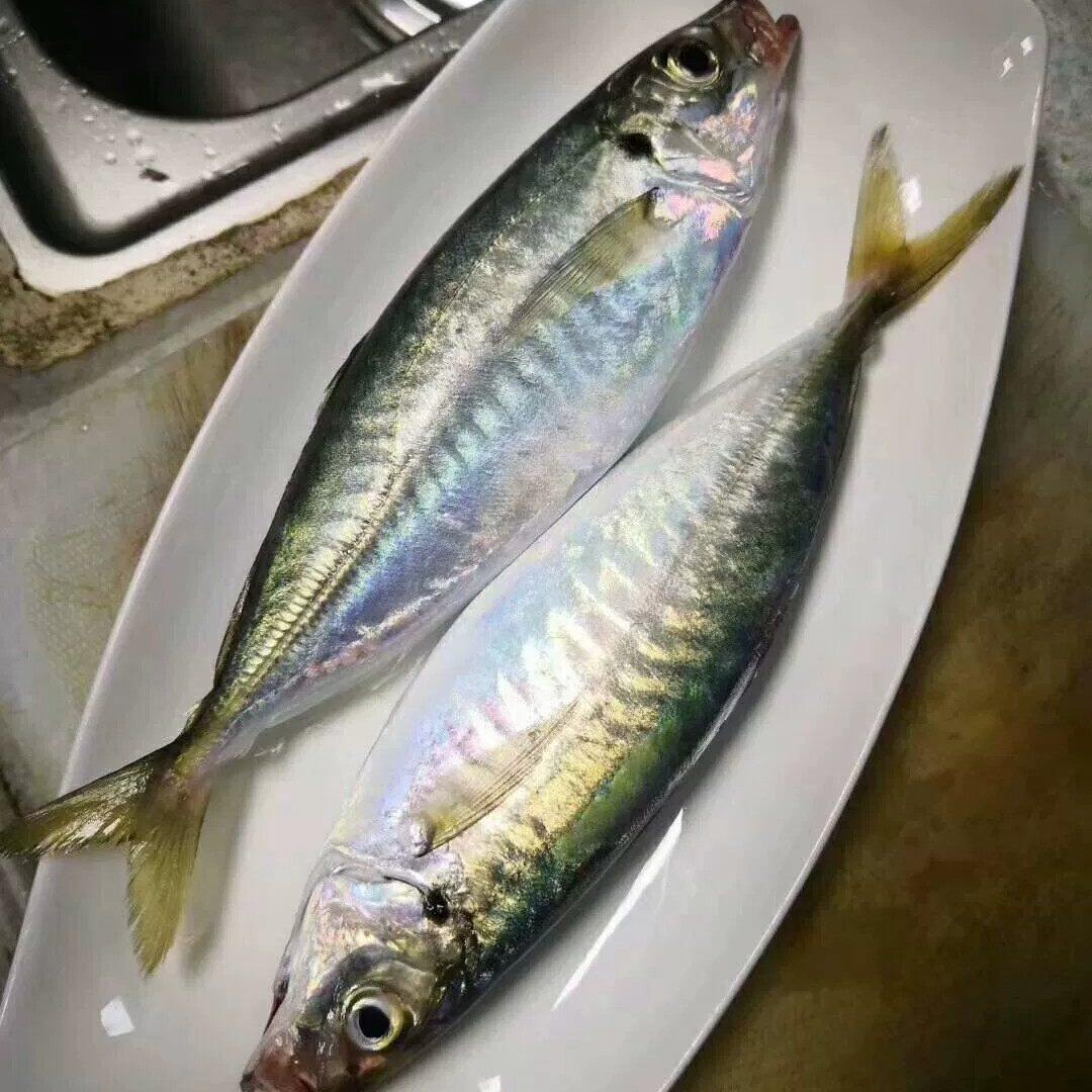 Horse Mackerel