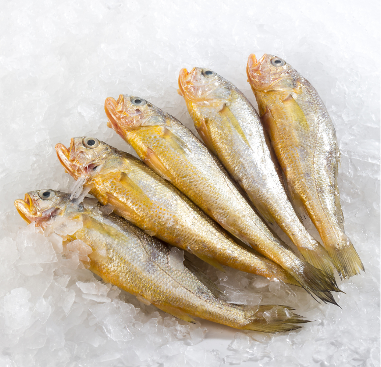 Yellow Croaker