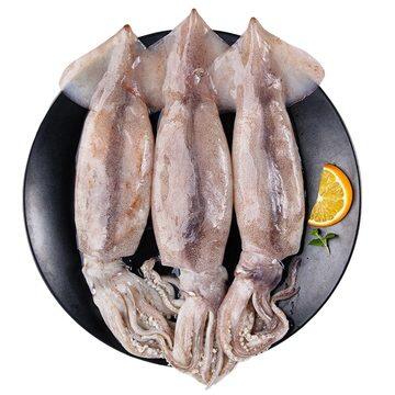 Japanese Squid