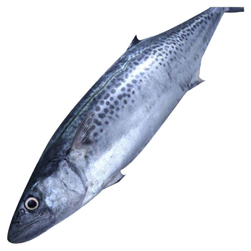 Spanish Mackerel