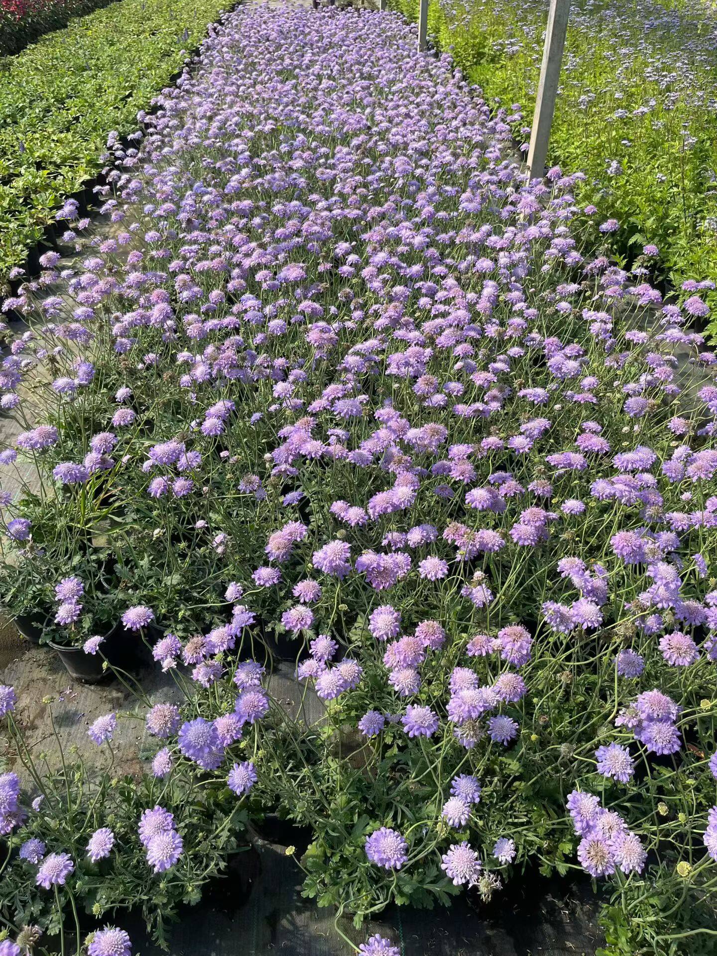 蓝盆花
