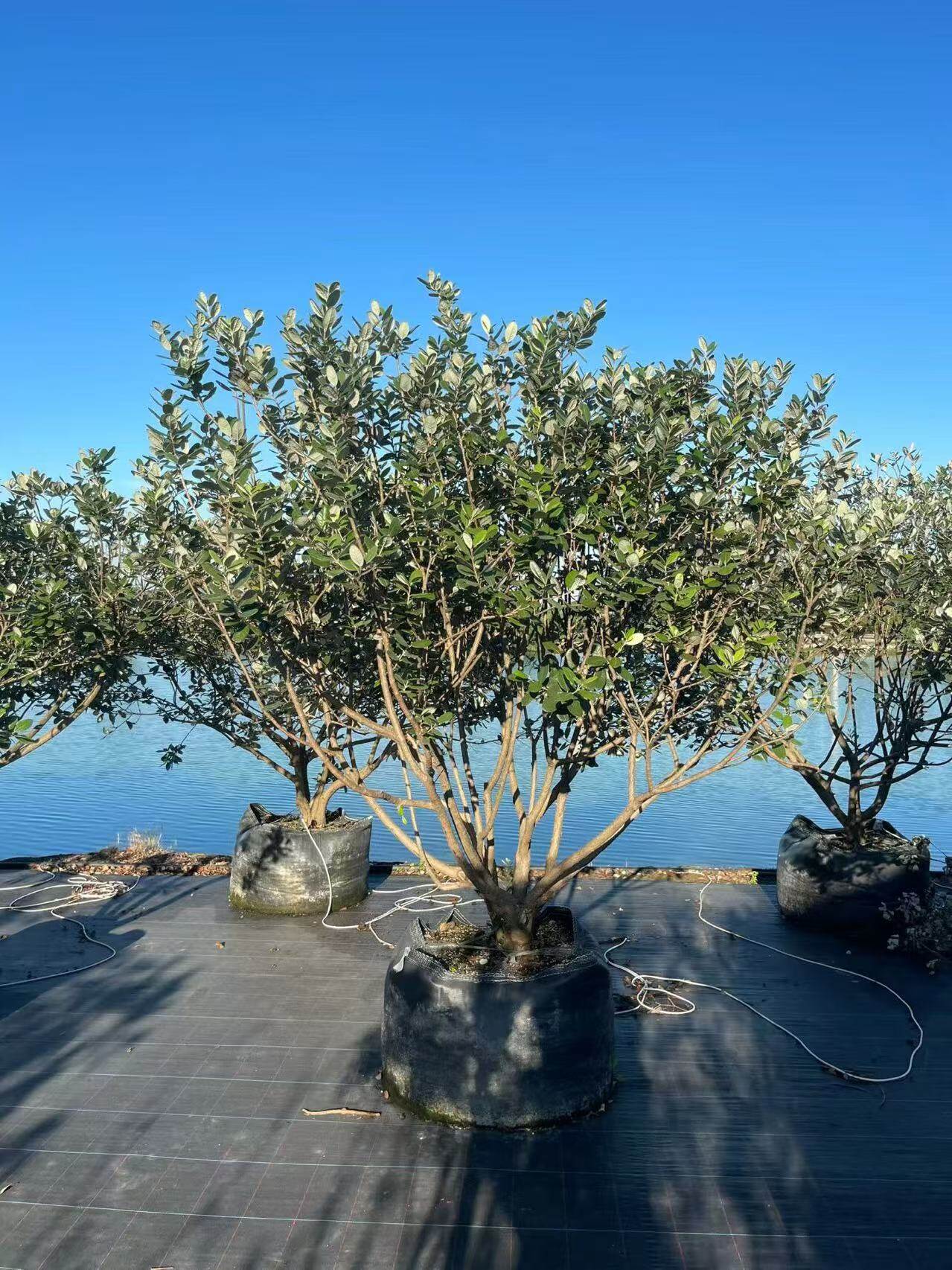 菲油果