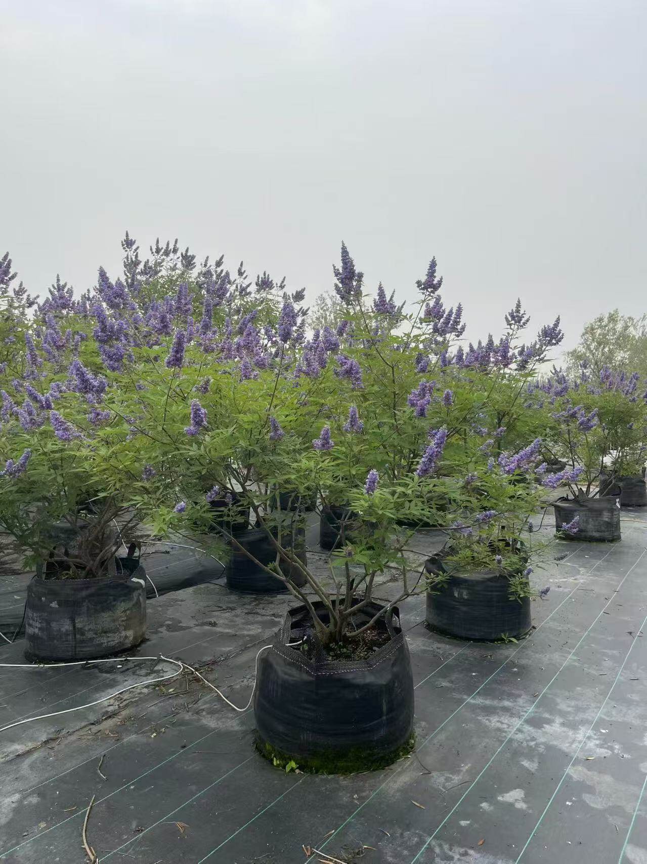 穗花牡荆