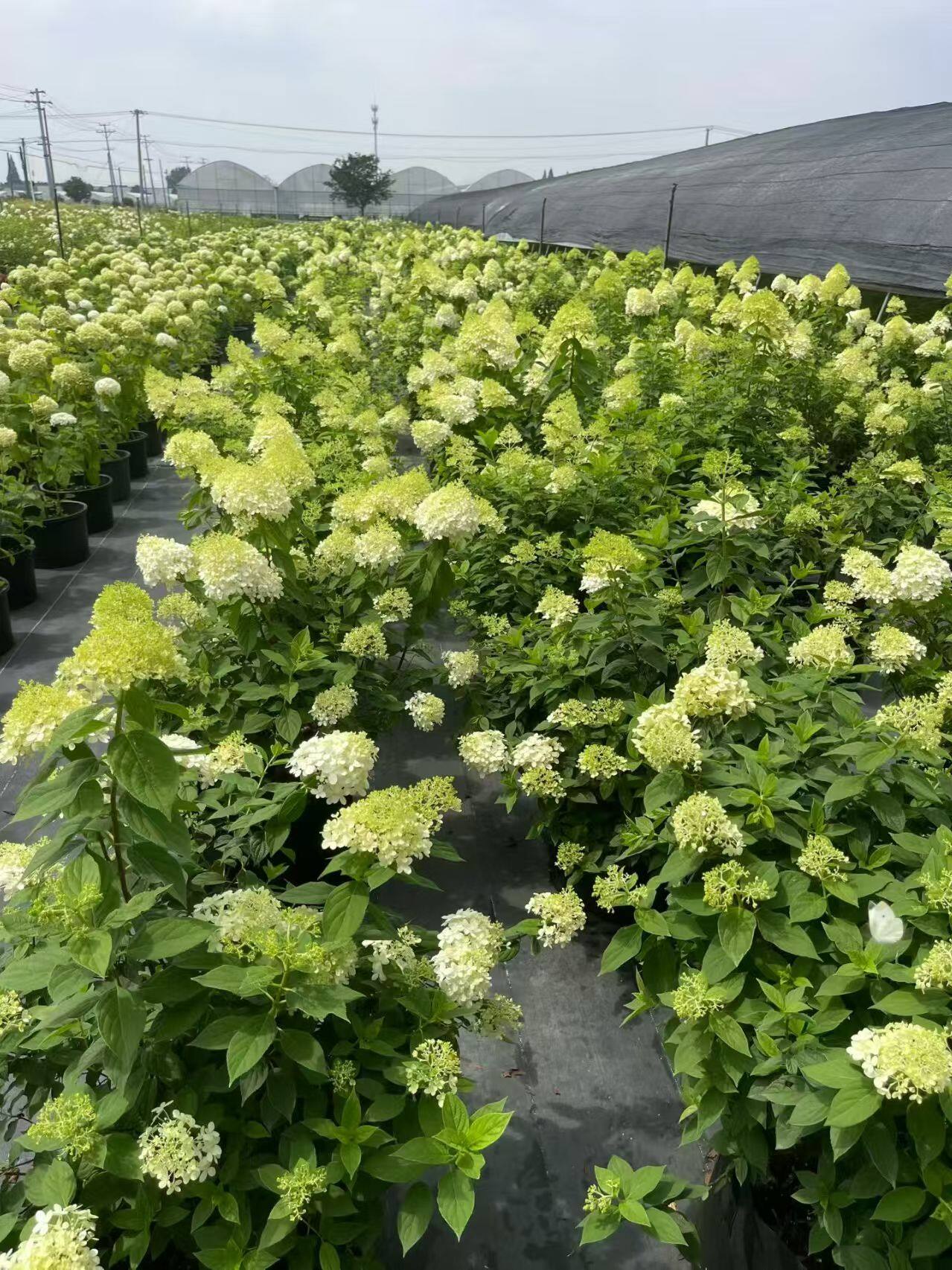 花境植物