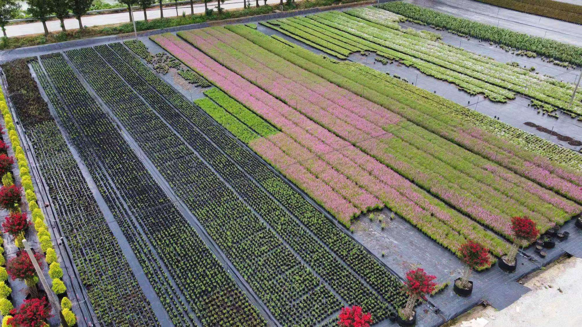 标准化种植场景