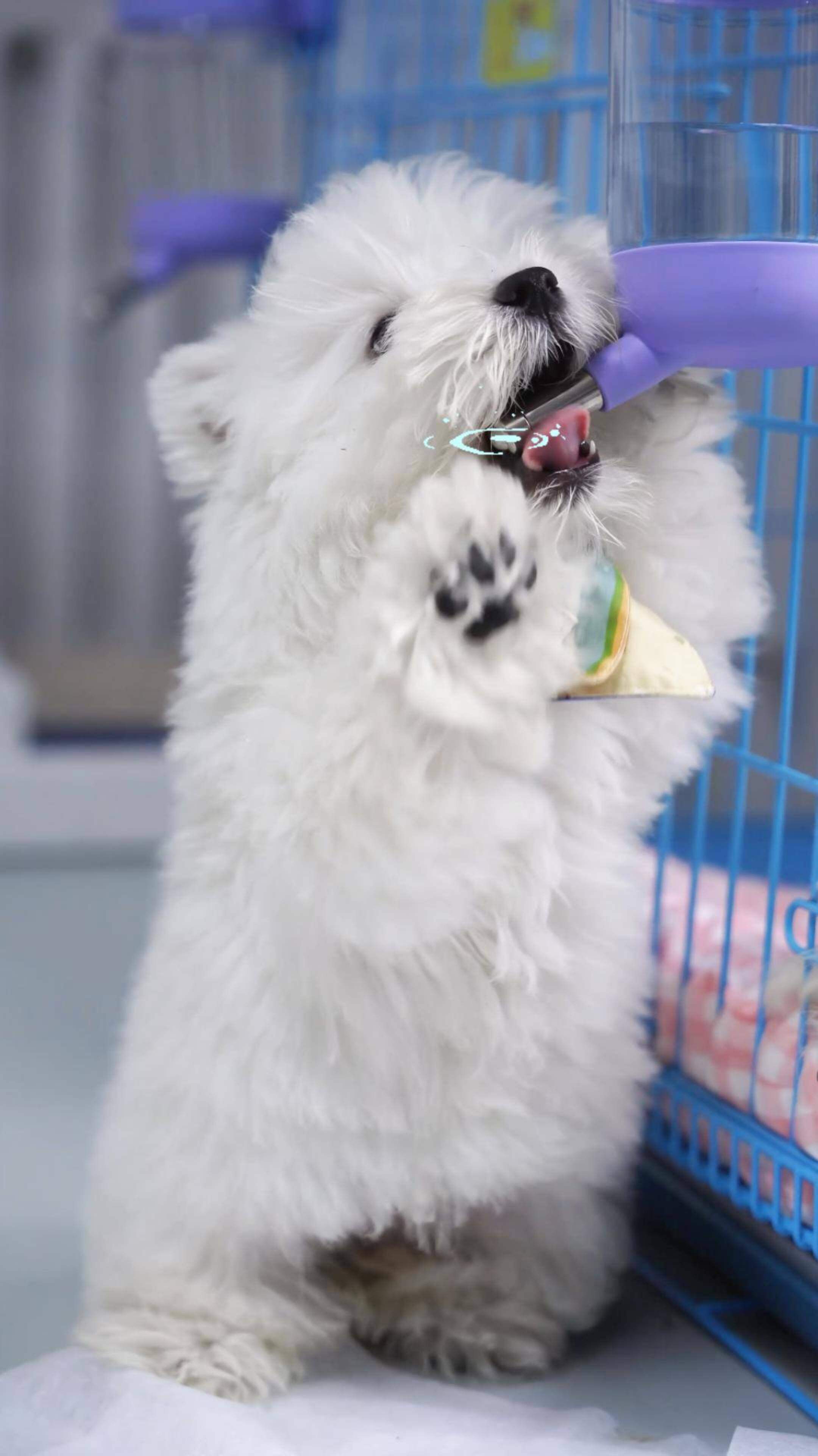 站立喝水的西高地幼犬