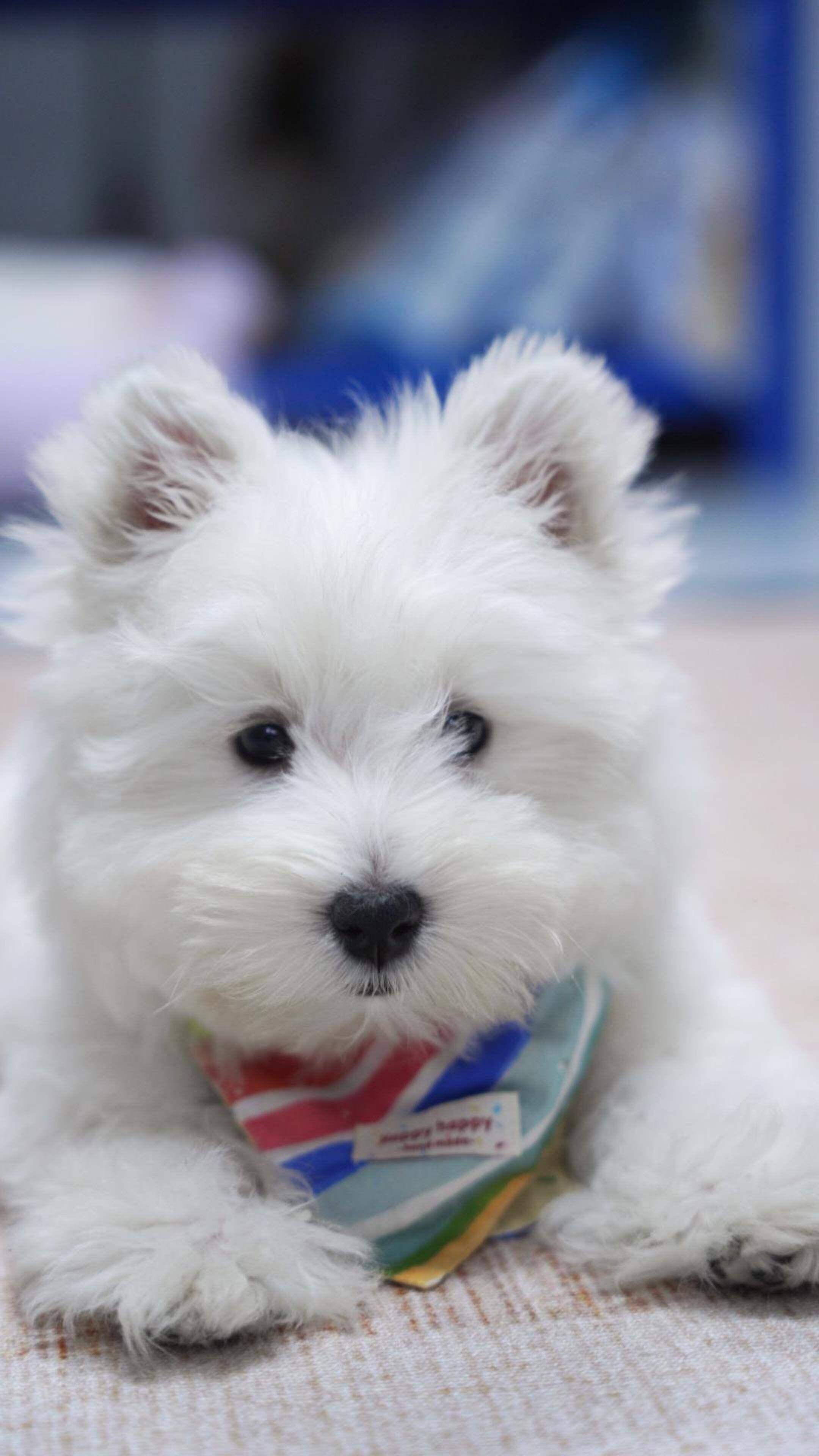 戴围嘴的西高地幼犬与宠物周边