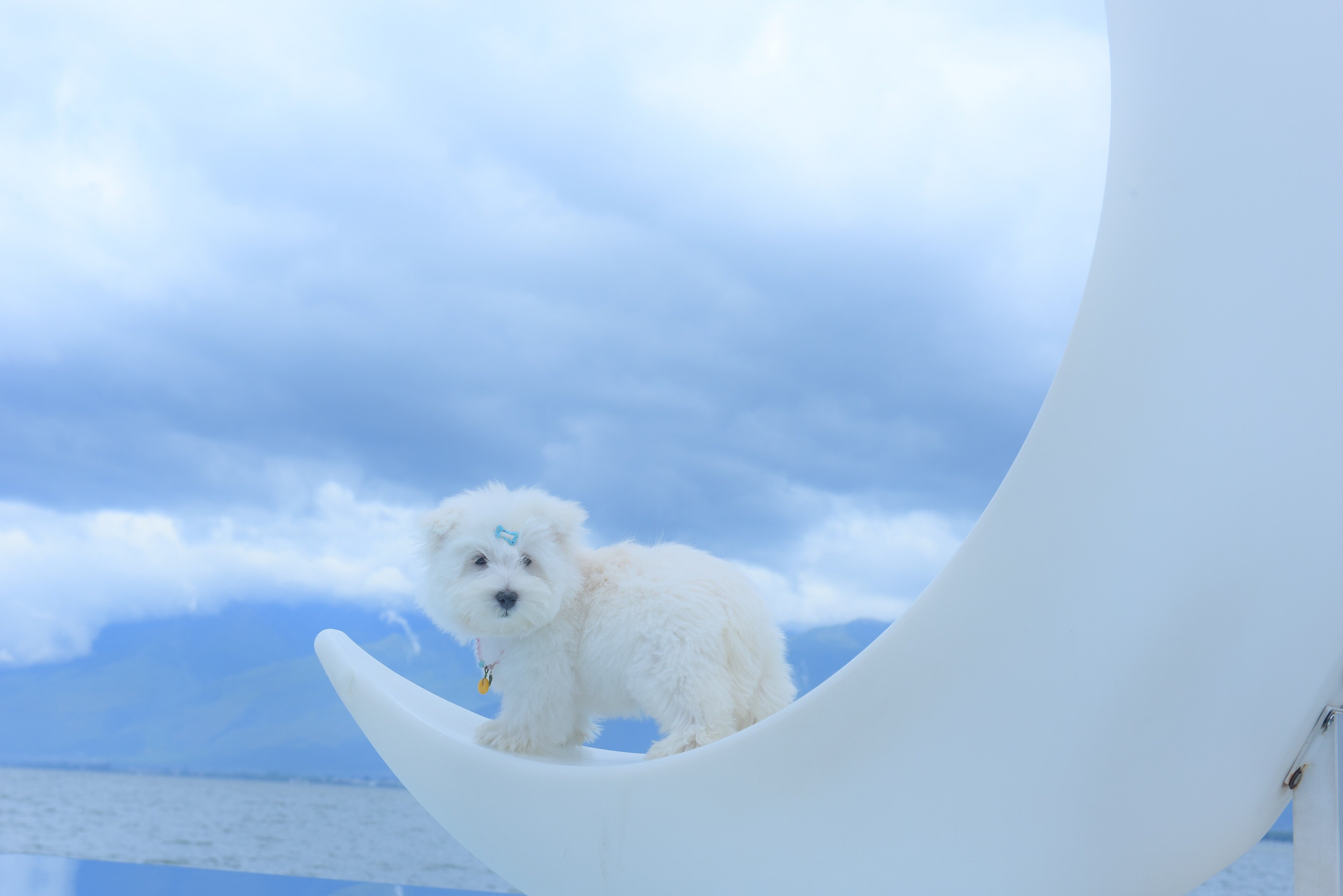 藤椅上戴发夹的西高地幼犬