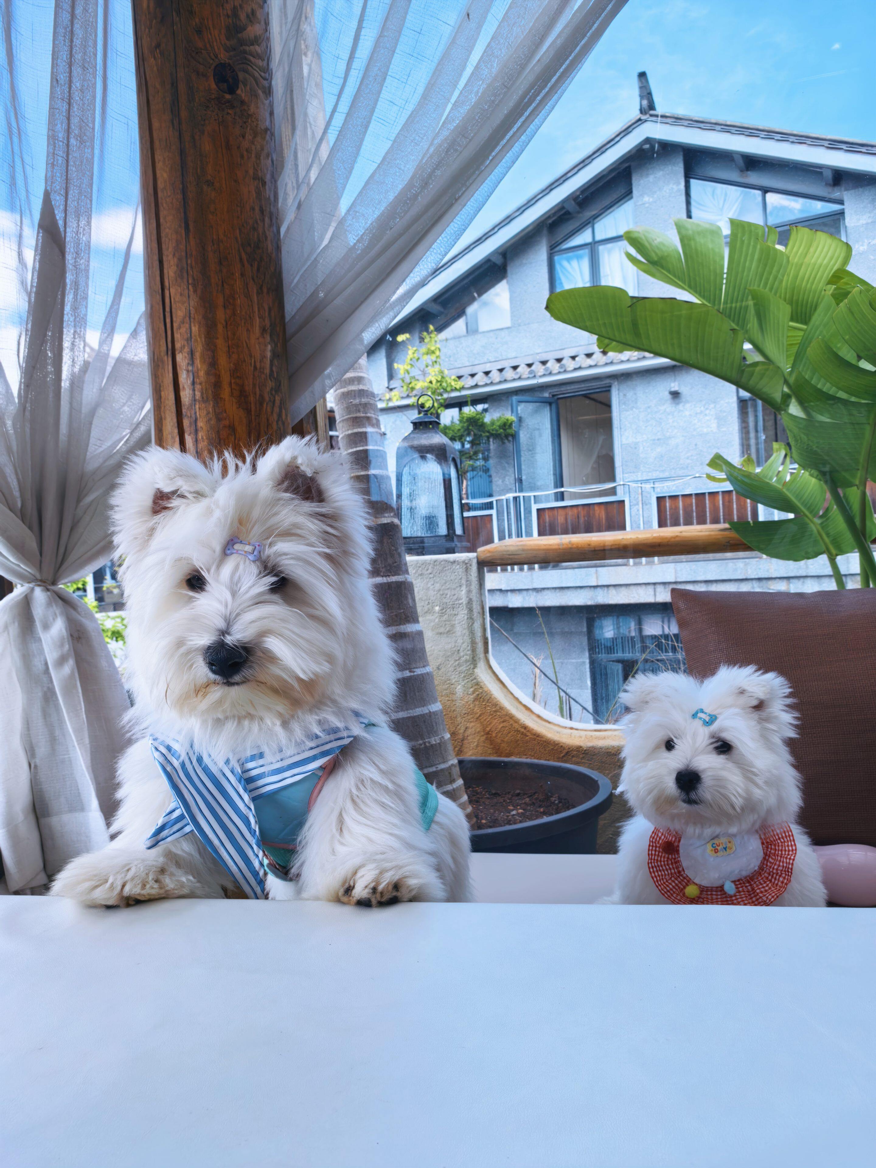 居家场景中的比熊与马尔济斯等中小型犬