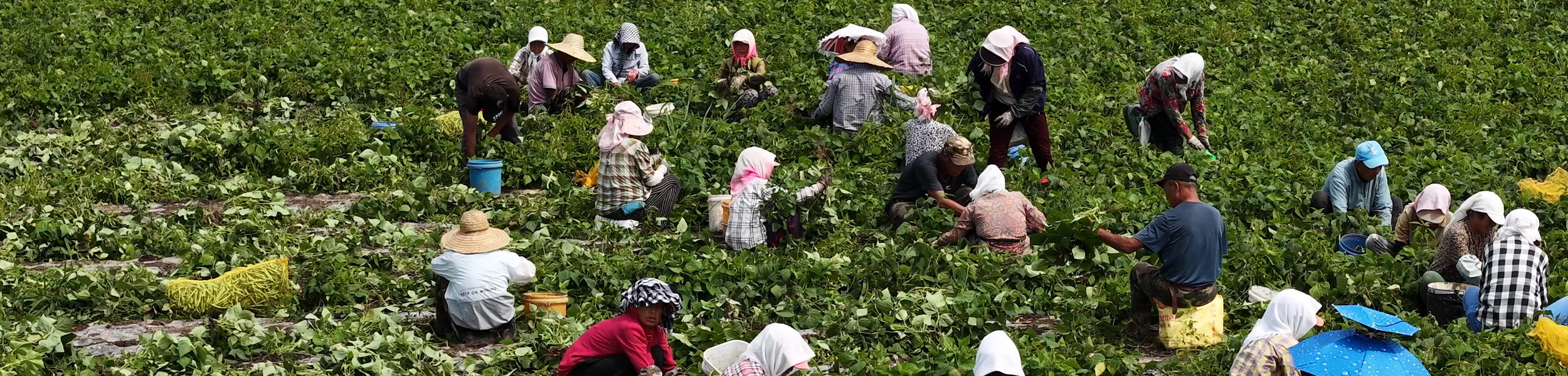 Harvesting at the Green Bean Plantation