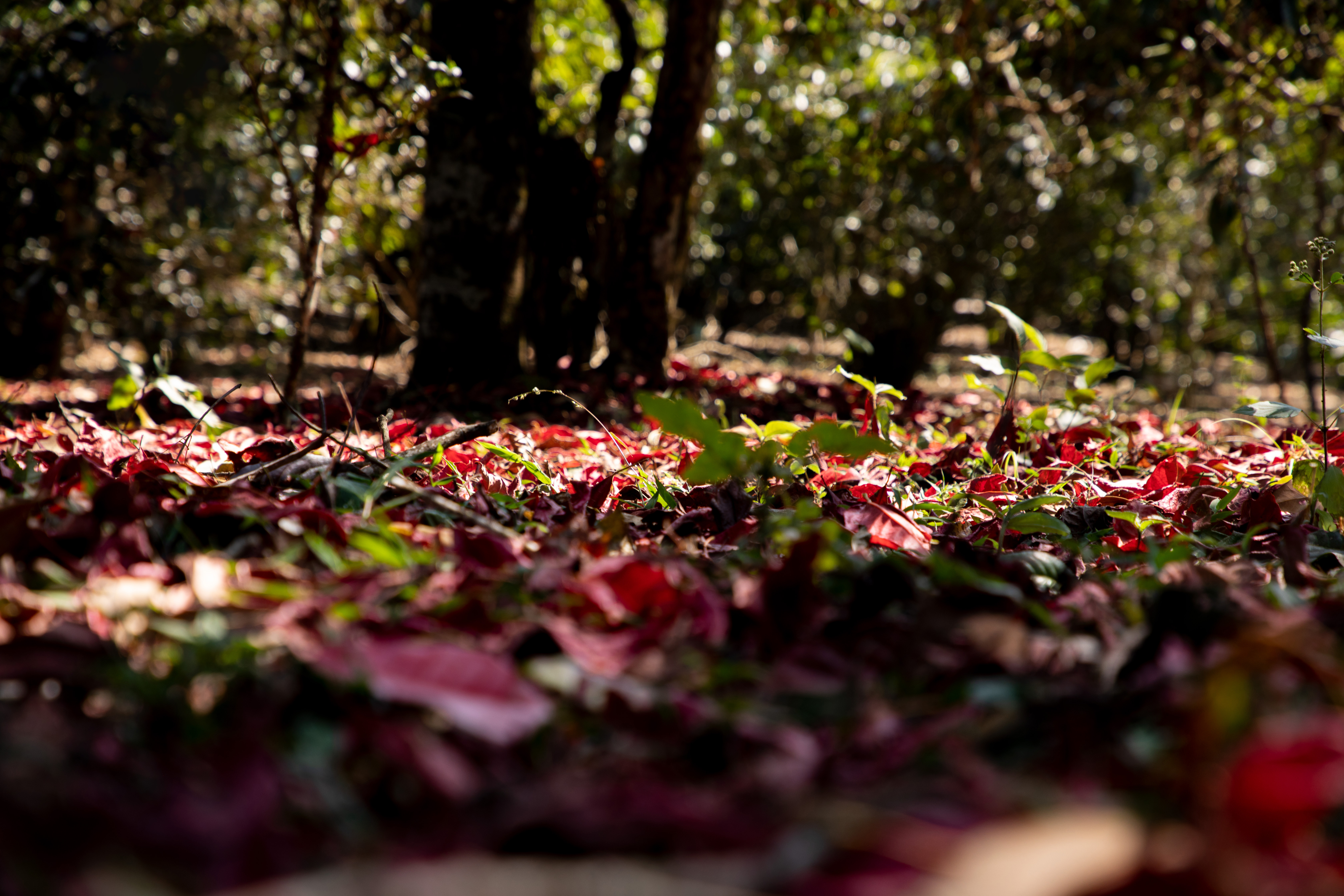 Ancient Tea Forest