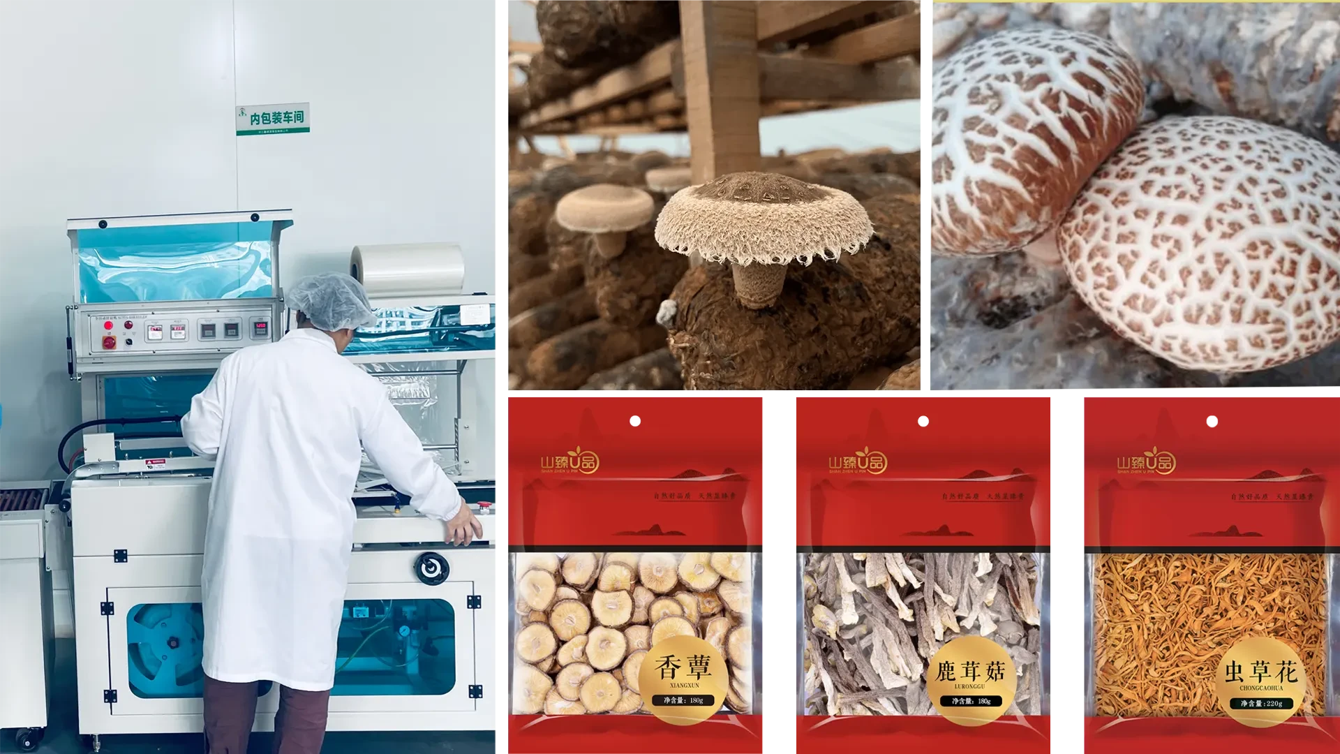 Shiitake mushroom cultivation base