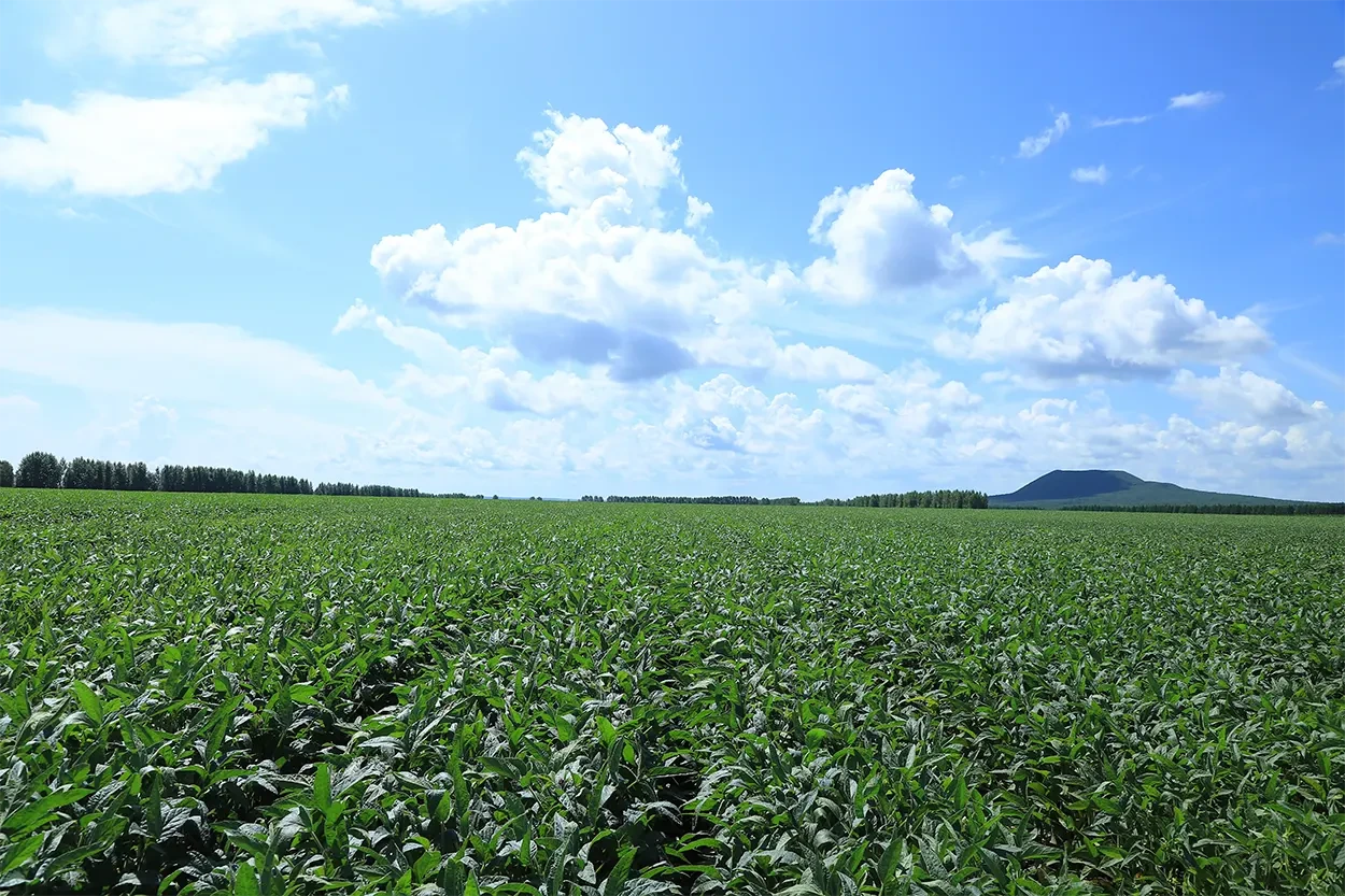 Organic Grain Farms
