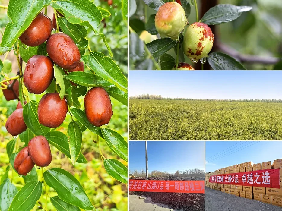 Grey Date Farms