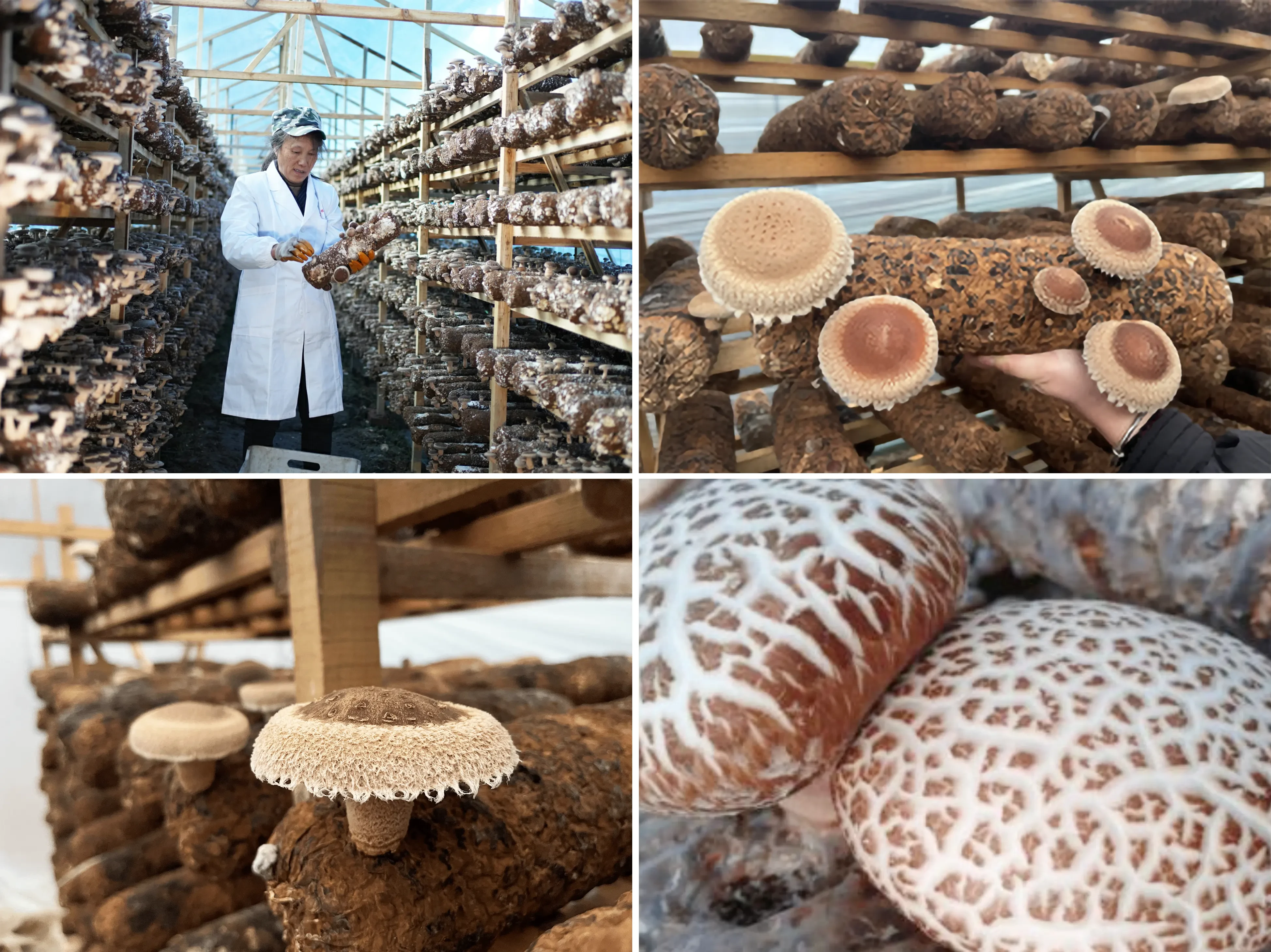 Organic Mushroom Farms