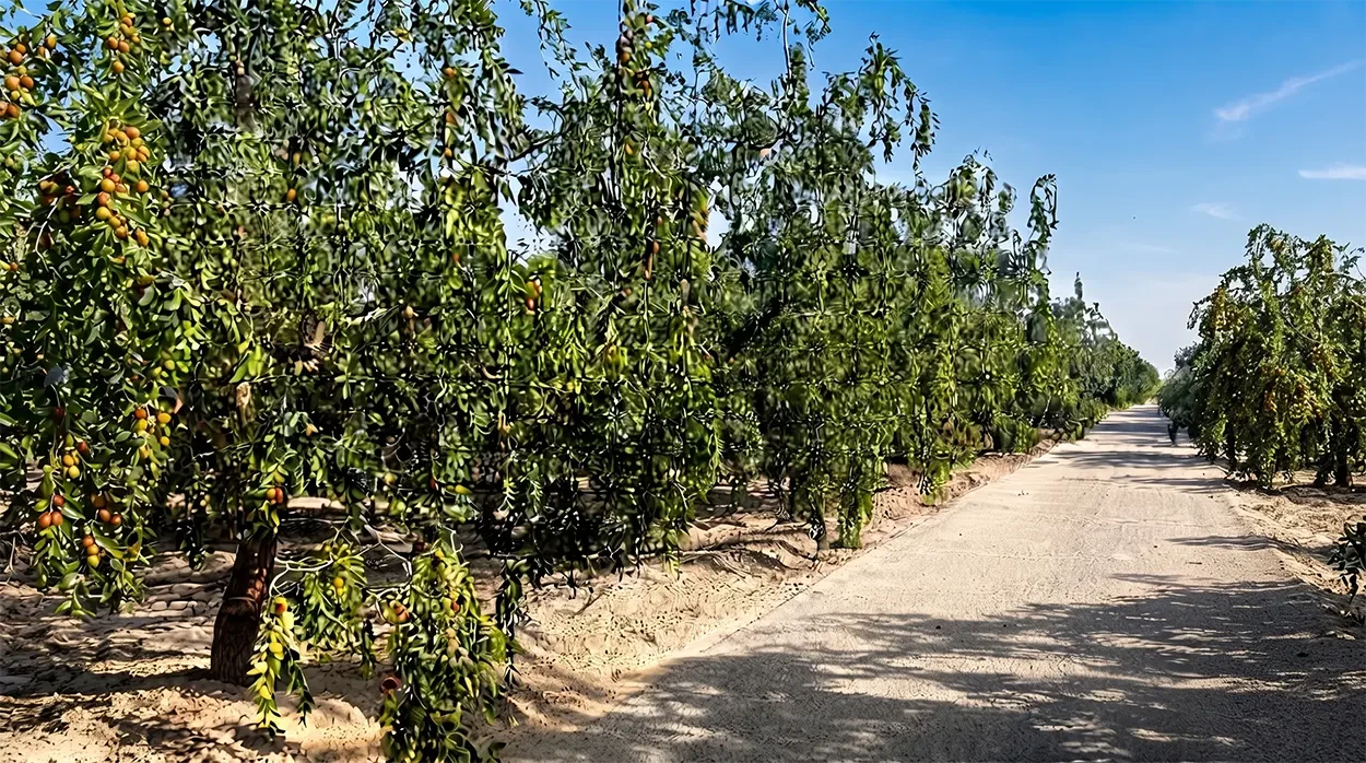 Grey Date Farms