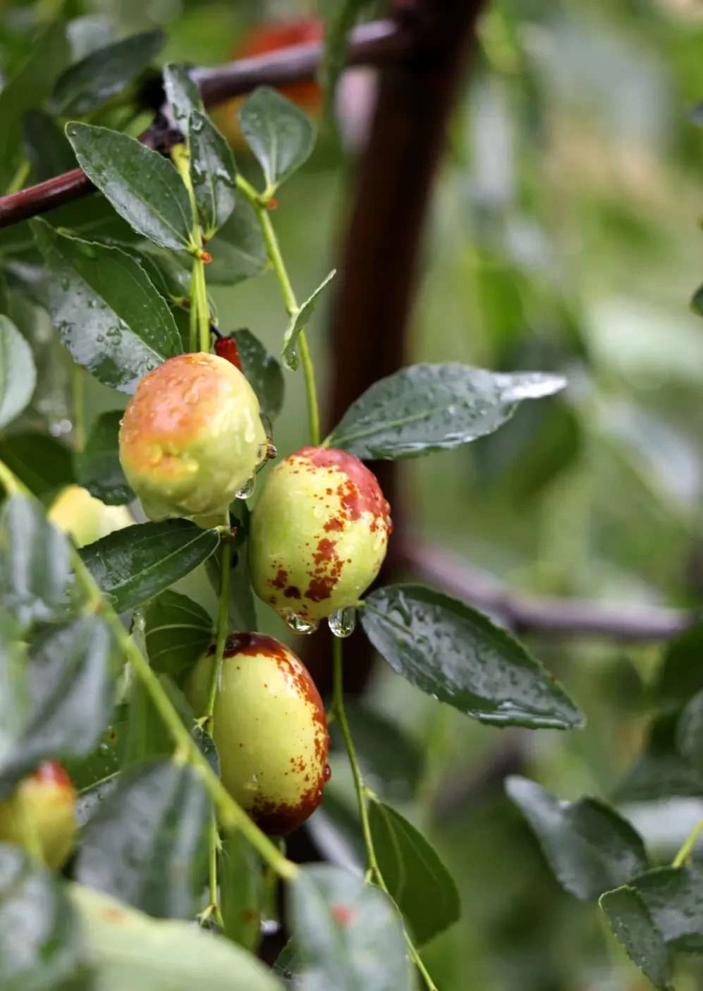 Fresh red dates on tree