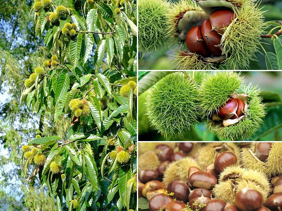 Organic Chestnut Farms