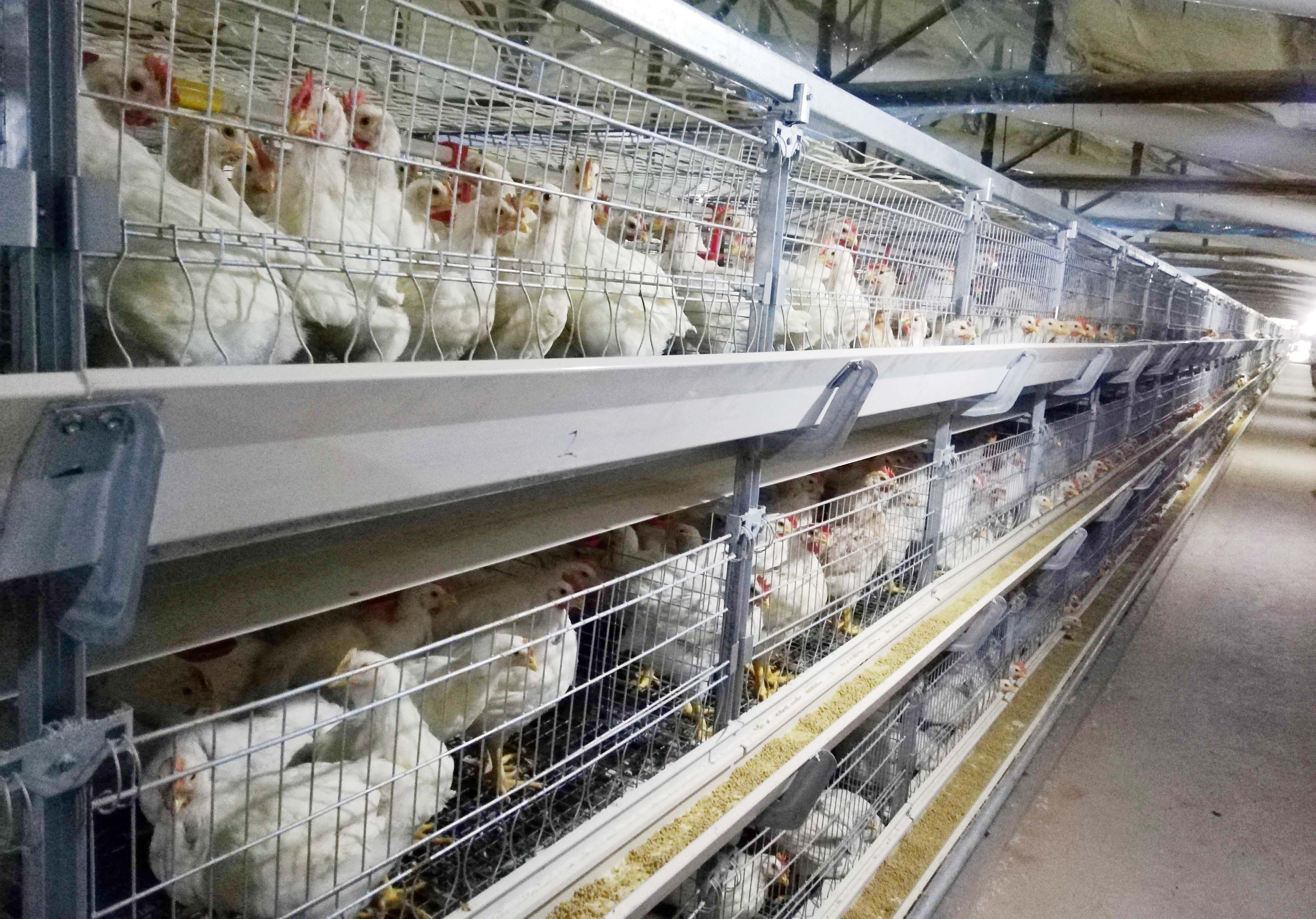 Broiler Chicken Cage view 2