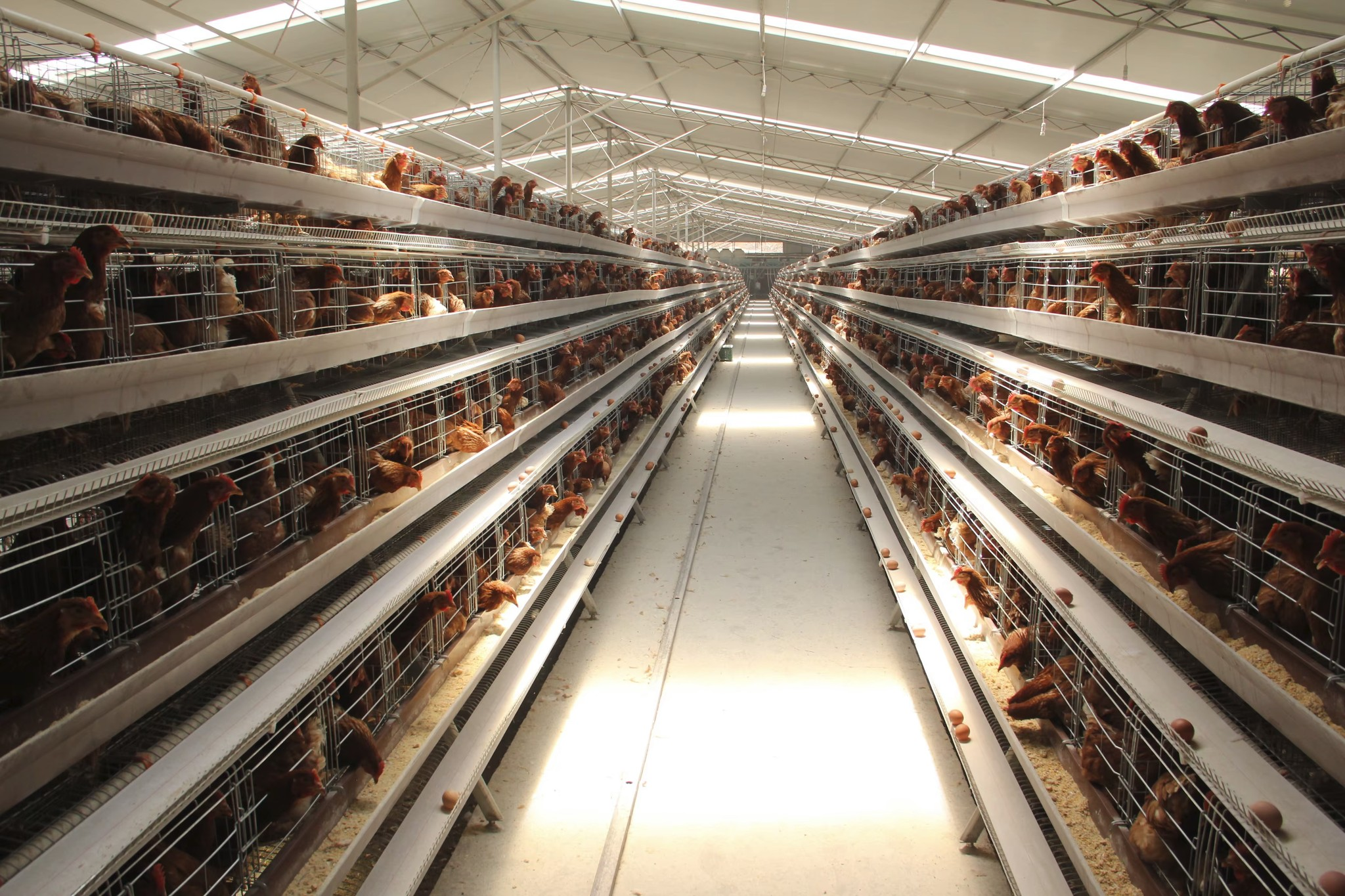 A Type Automatic Chicken Layer Cage view 3