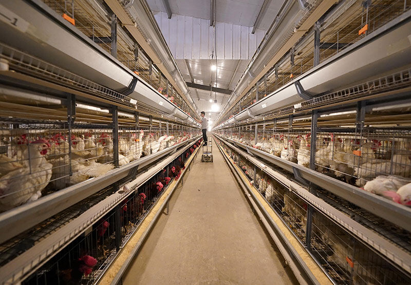 H Type Automatic Chicken Layer Cage view 3