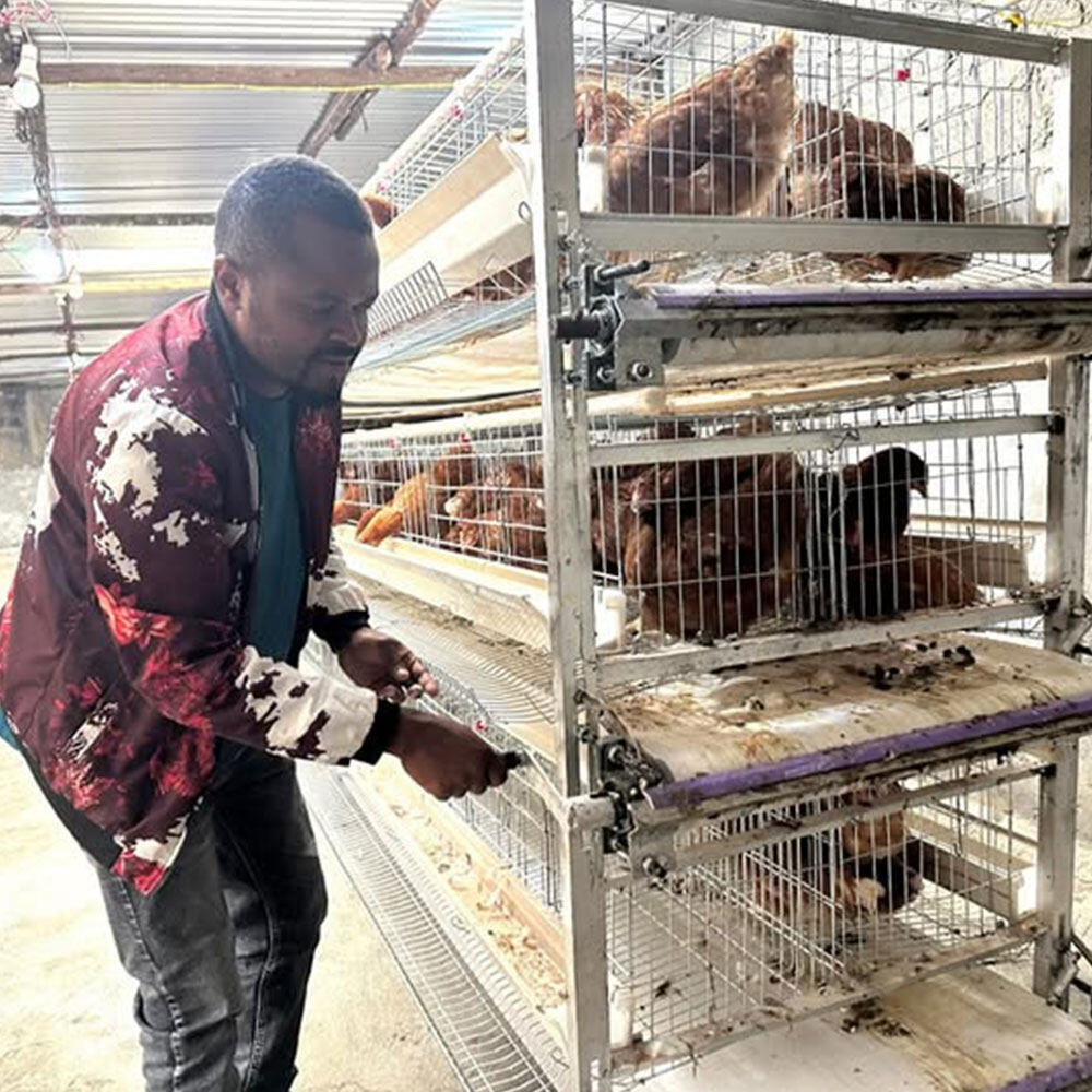 H Type Manual Manure Removal Chicken Layer Cage view 3