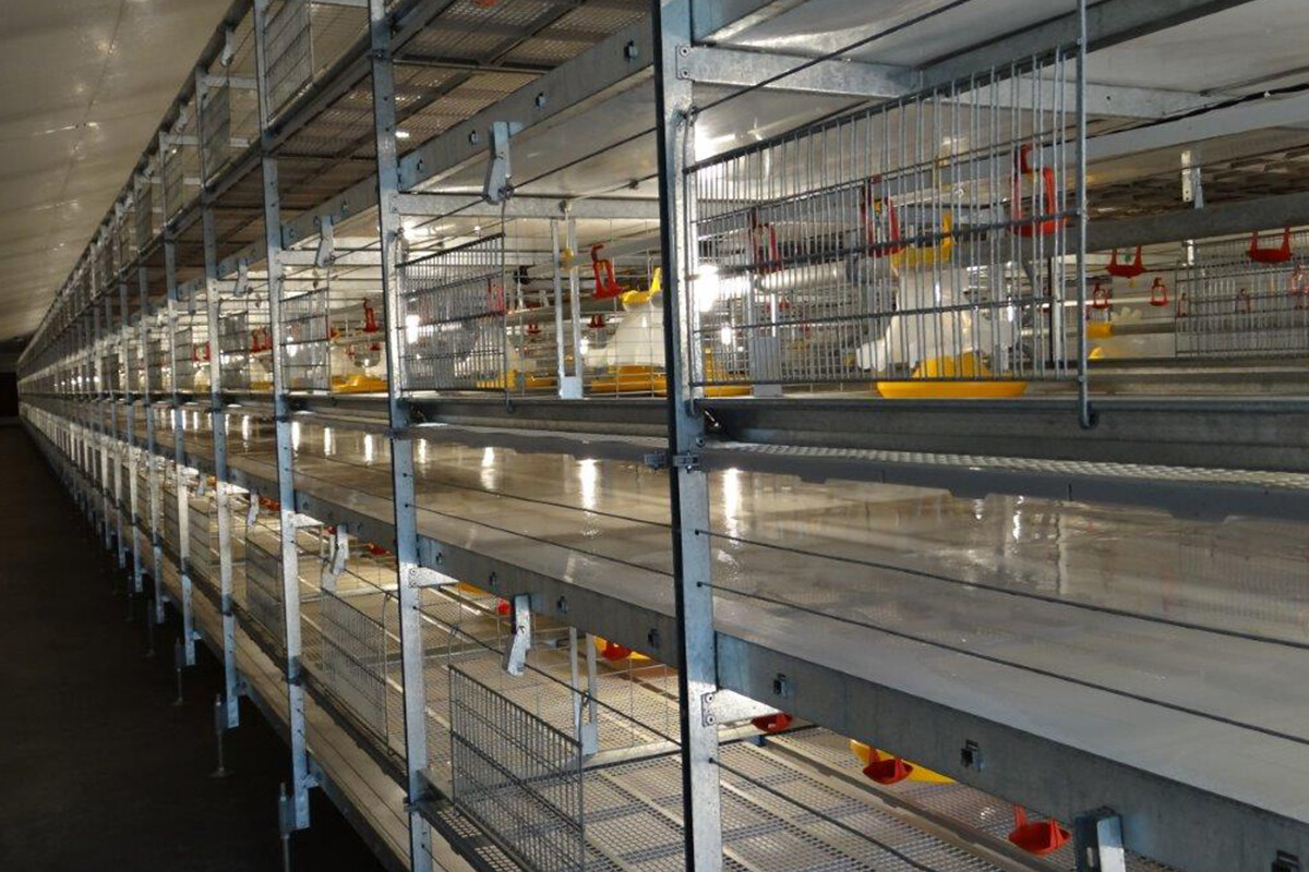 Broiler Chicken Cage view 3
