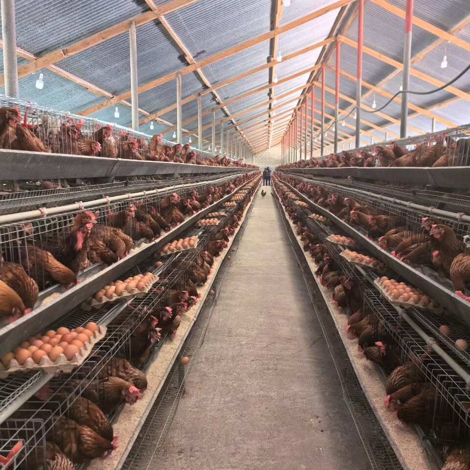 D-Type Chicken Layer Cage view 3