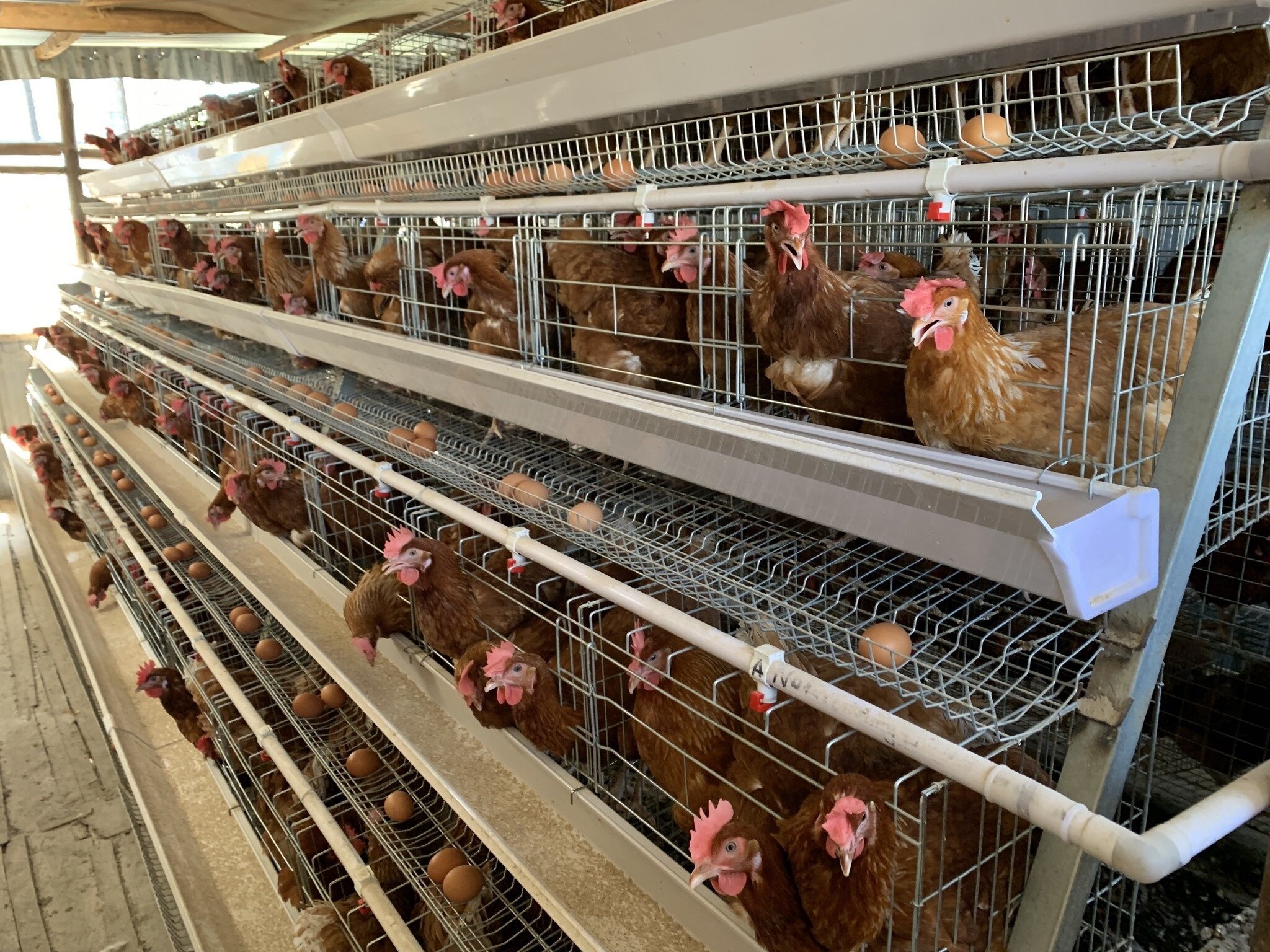 A-Type Chicken Layer Cage view 3