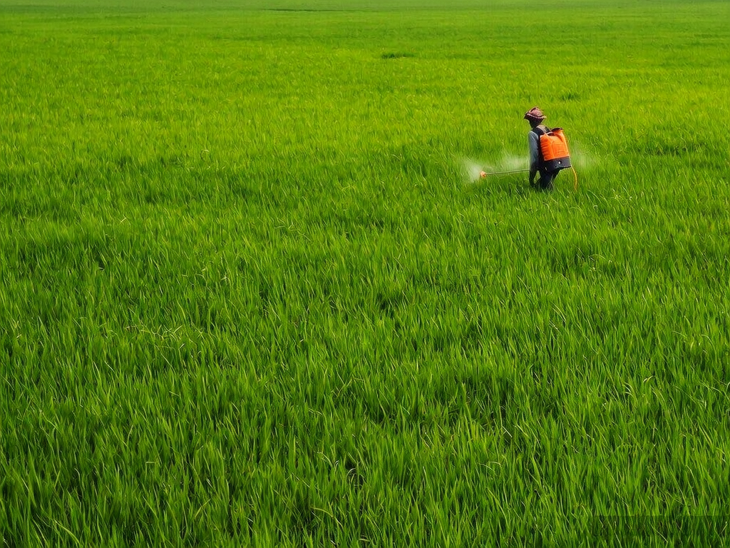 Application of Pyroxsulam and HEXI 521 in Wheat Fields