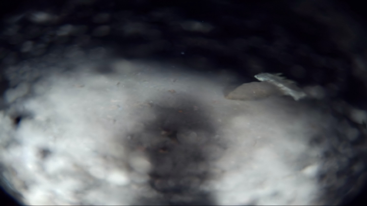 Case 4 Image 2