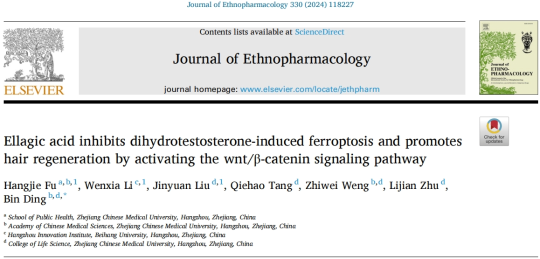 Research Frontiers | International Journal Confirms: Ellagic Acid Alleviates Androgenetic Alopecia by Activating the Wnt Pathway
