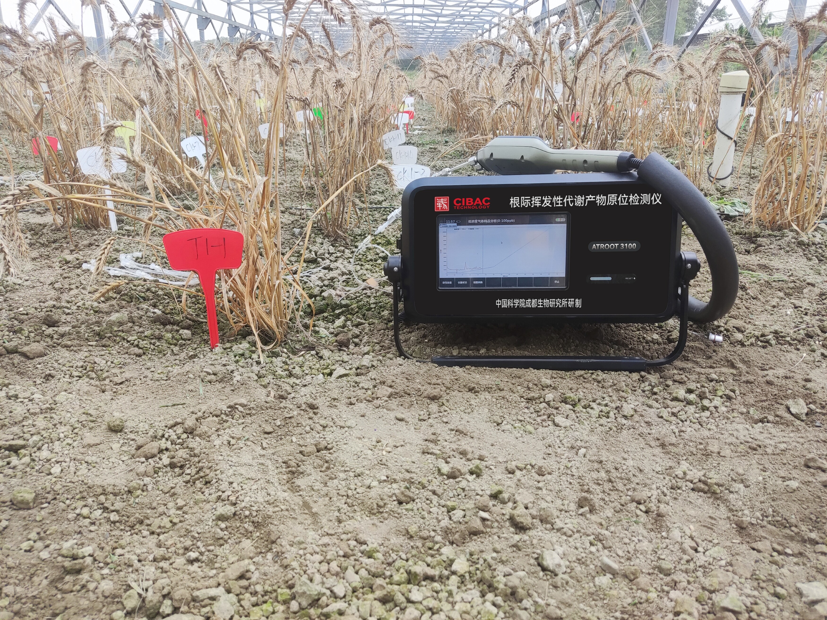 根际挥发性代谢产物研究