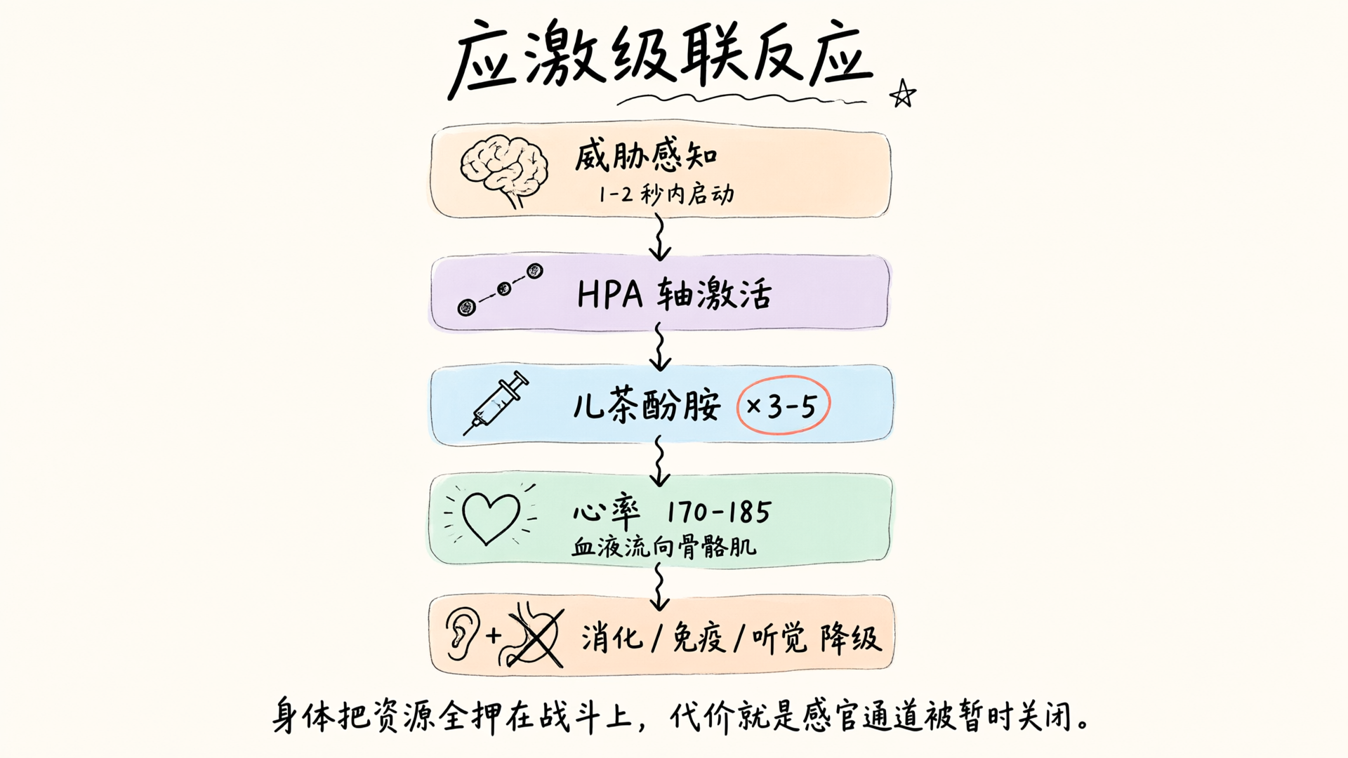 八角笼里的听觉屏蔽：战斗亢奋背后的生理机制