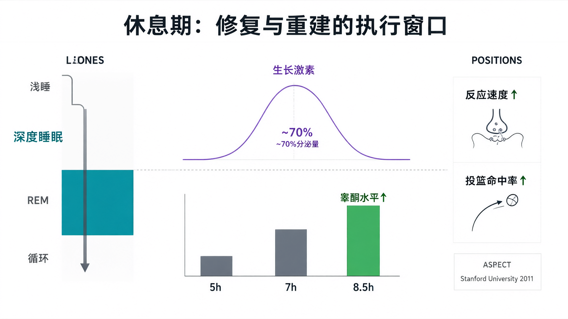 睡眠周期—激素分泌—组织修复的因果链