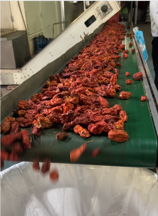 云南德宏工业辣椒烘干项目｜网带式烘干机搭配90万大卡木材颗粒两用热风炉