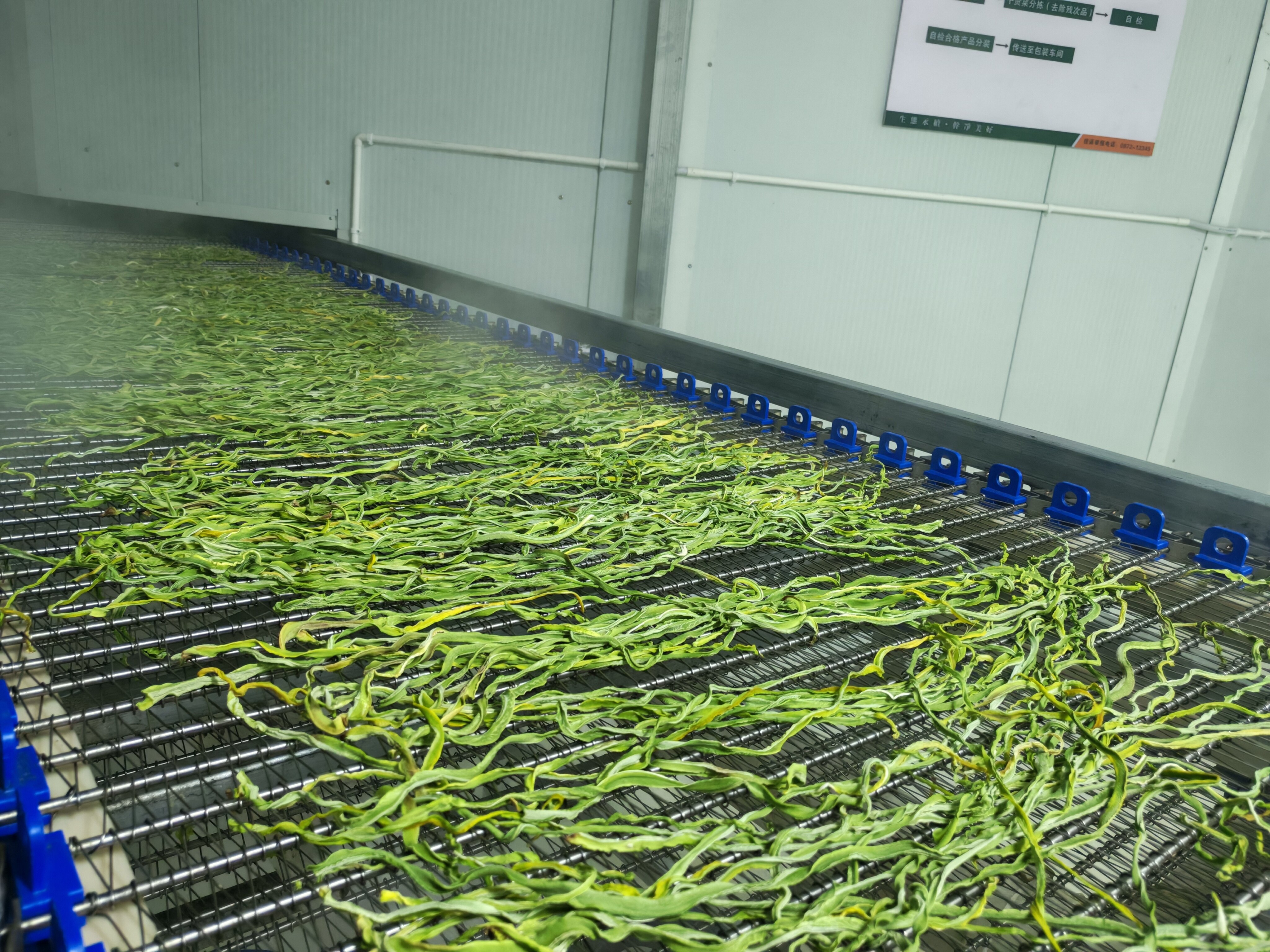 大理日处理 30 吨贡菜烘干加工落地案例