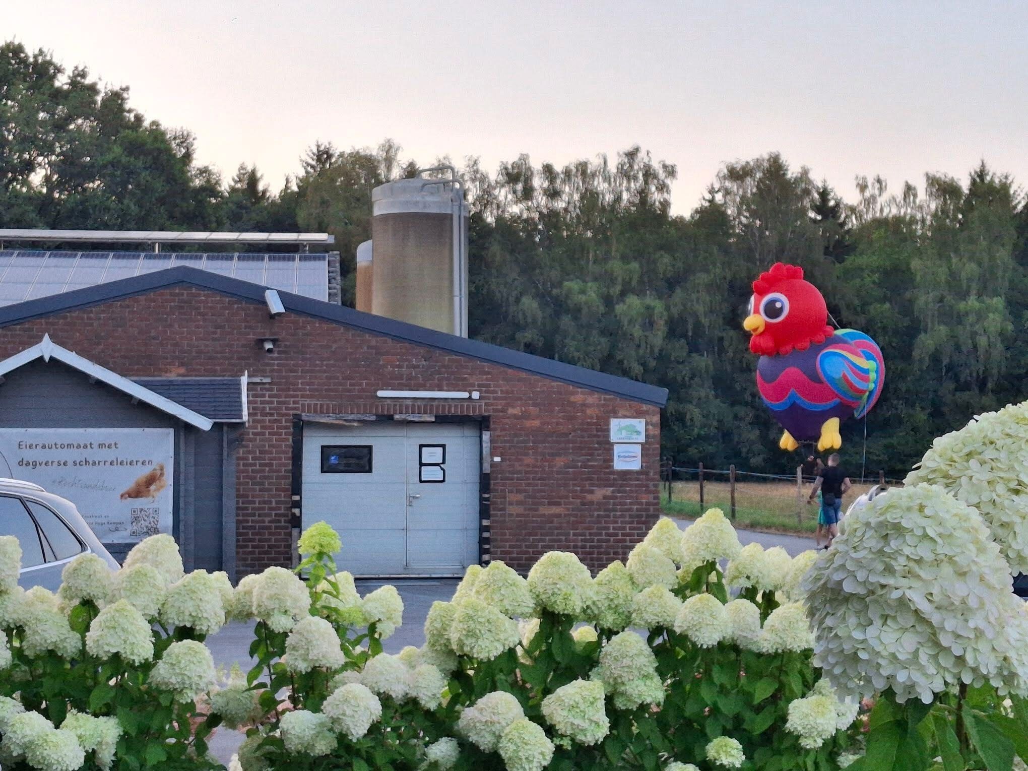 Custom rooster-shaped remote-controlled hot air balloon for European farm display